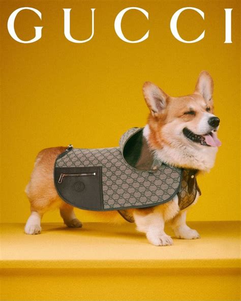 corgi gucci